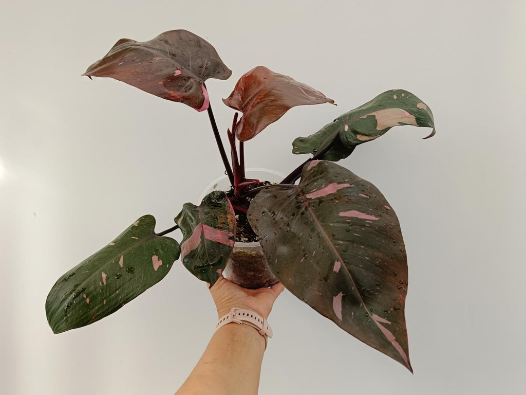 Philodendron pink princess