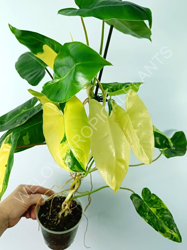 Philodendron burle marx variegata