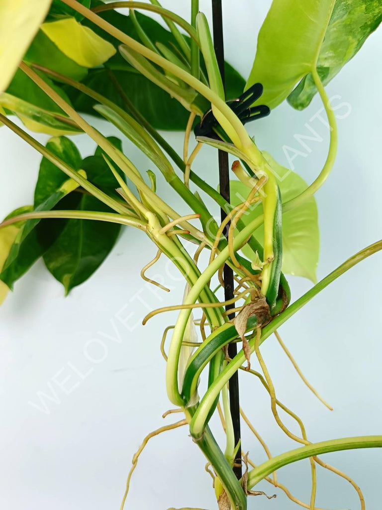 Philodendron burle marx variegata