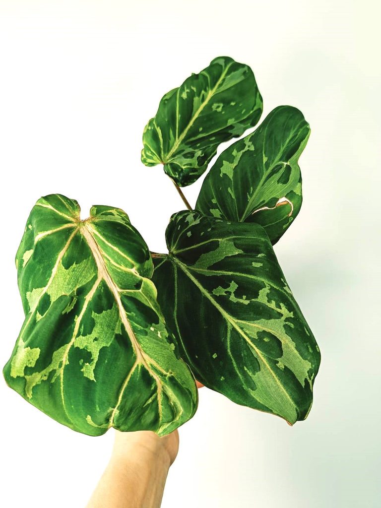 Philodendron gloriosum variegata