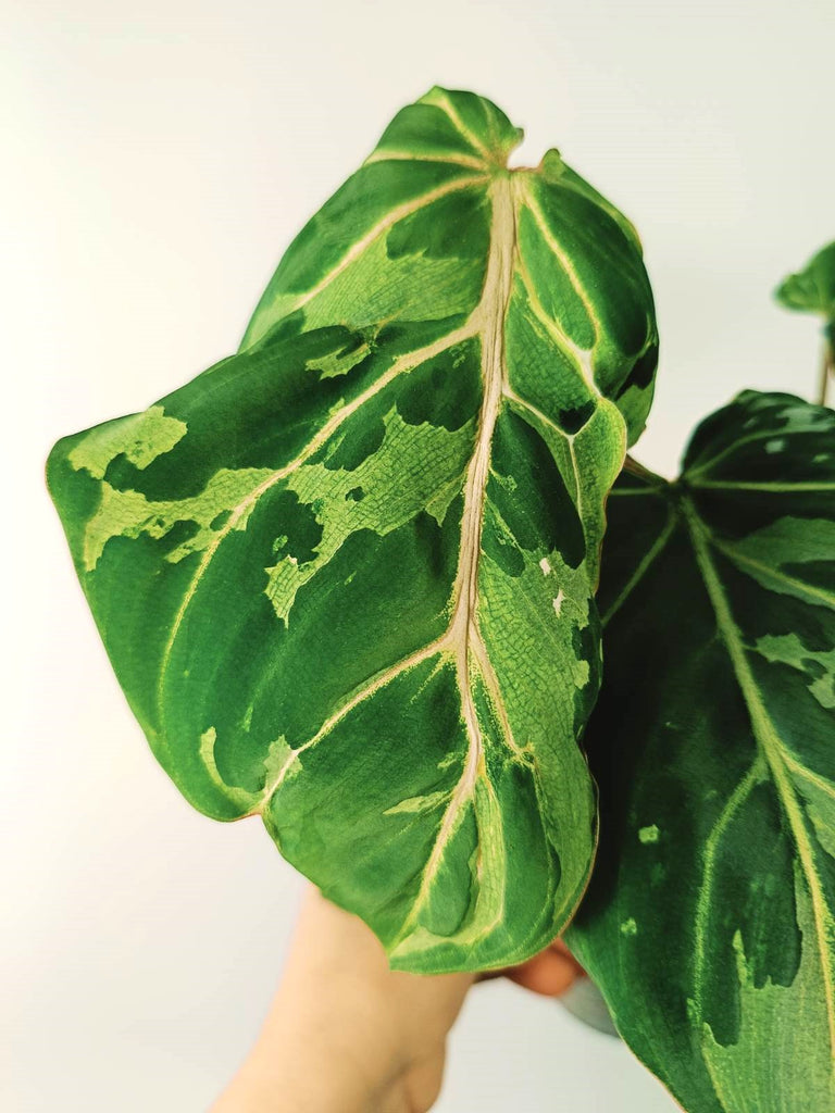 Philodendron gloriosum variegata