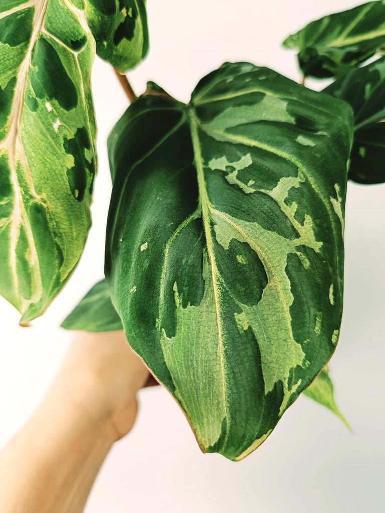 Philodendron gloriosum variegata