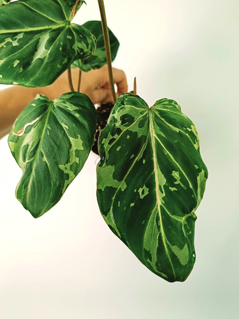 Philodendron gloriosum variegata