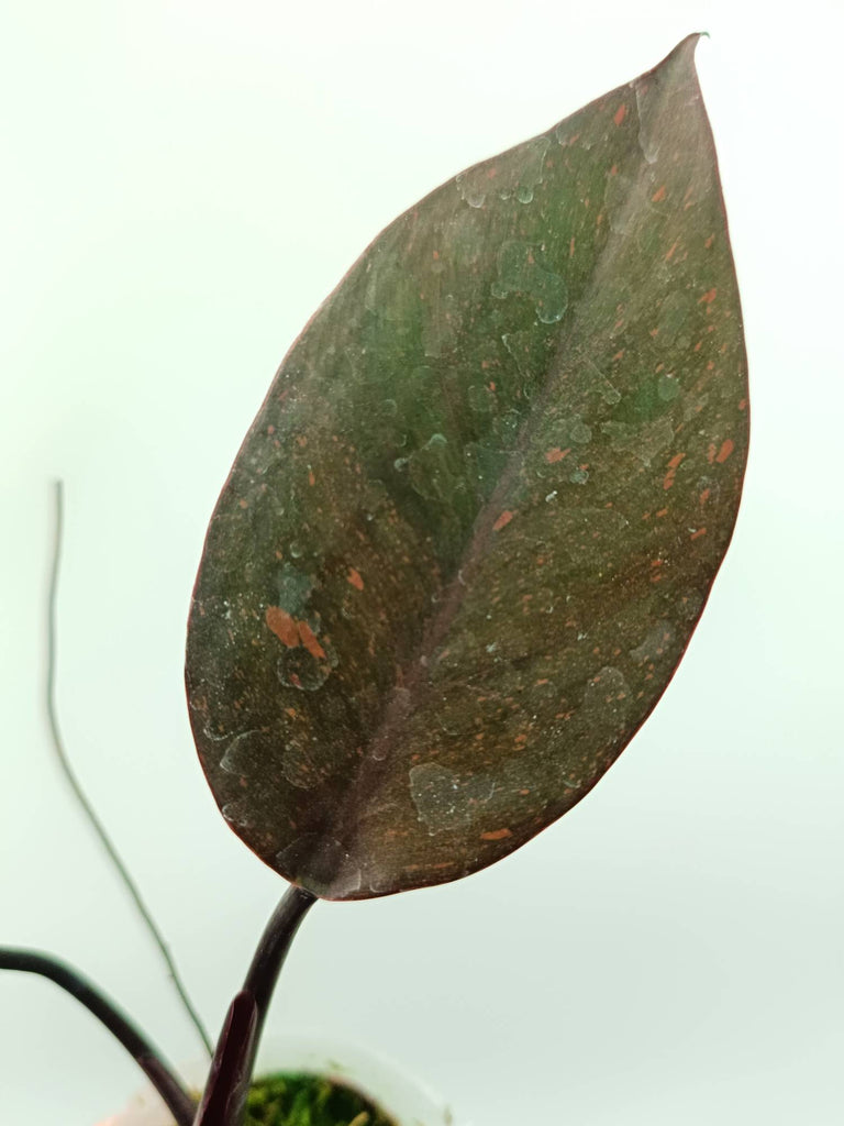 Philodendron orange princess variegata
