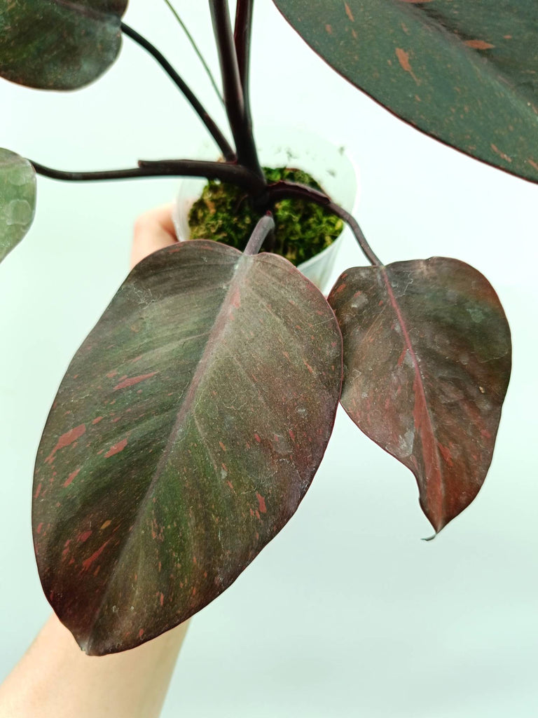 Philodendron orange princess variegata