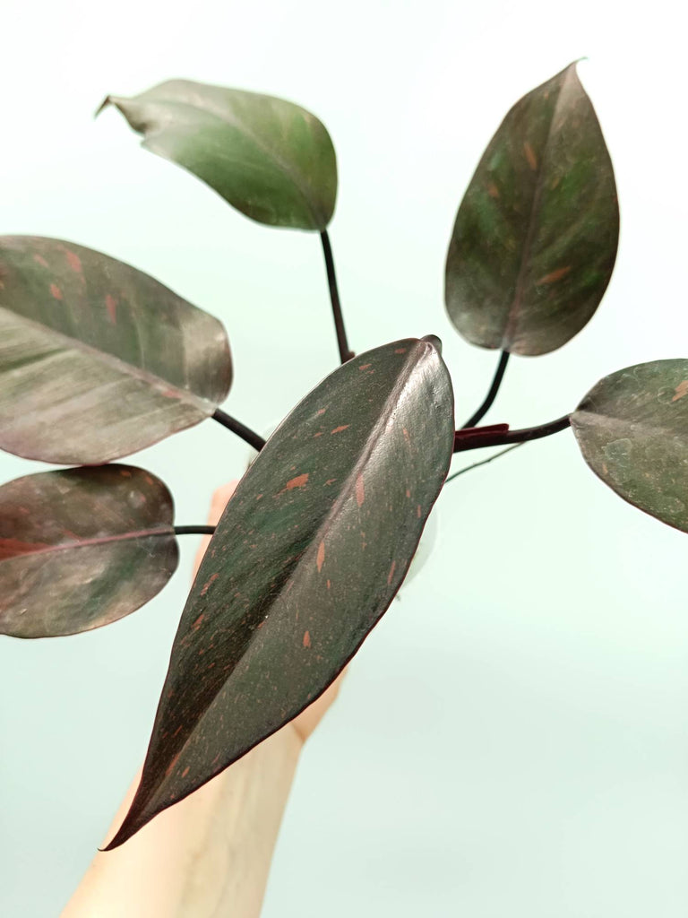 Philodendron orange princess variegata