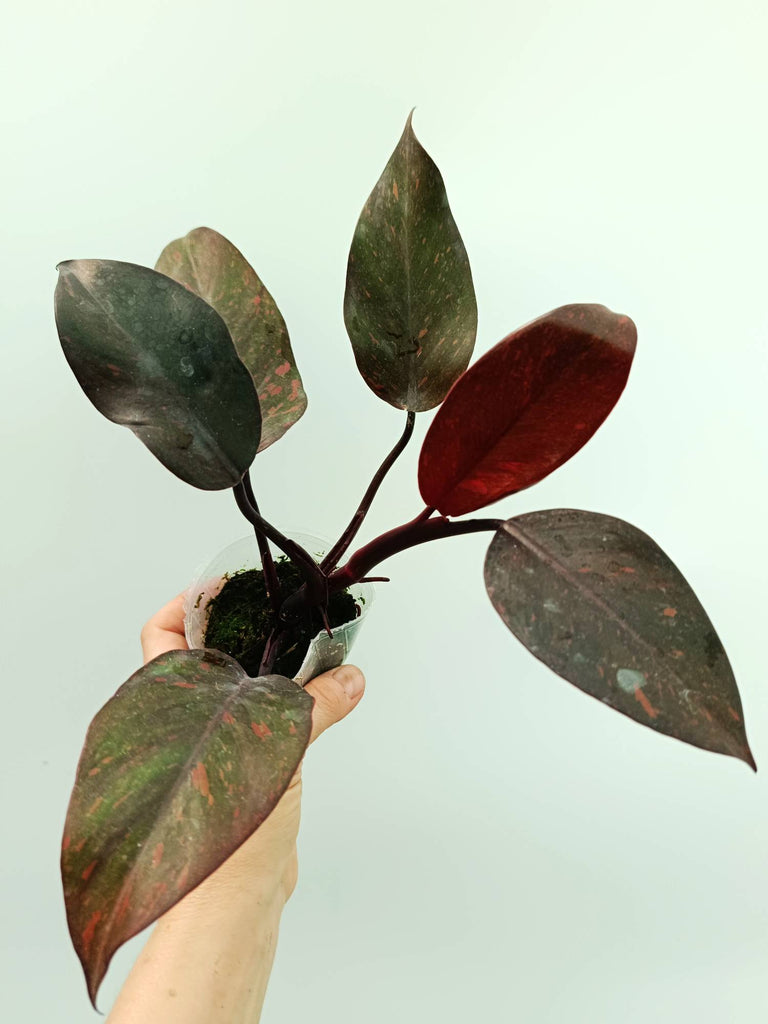 Philodendron orange princess variegata