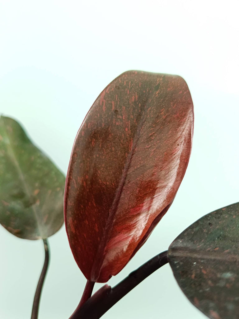 Philodendron orange princess variegata