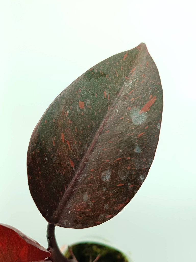 Philodendron orange princess variegata