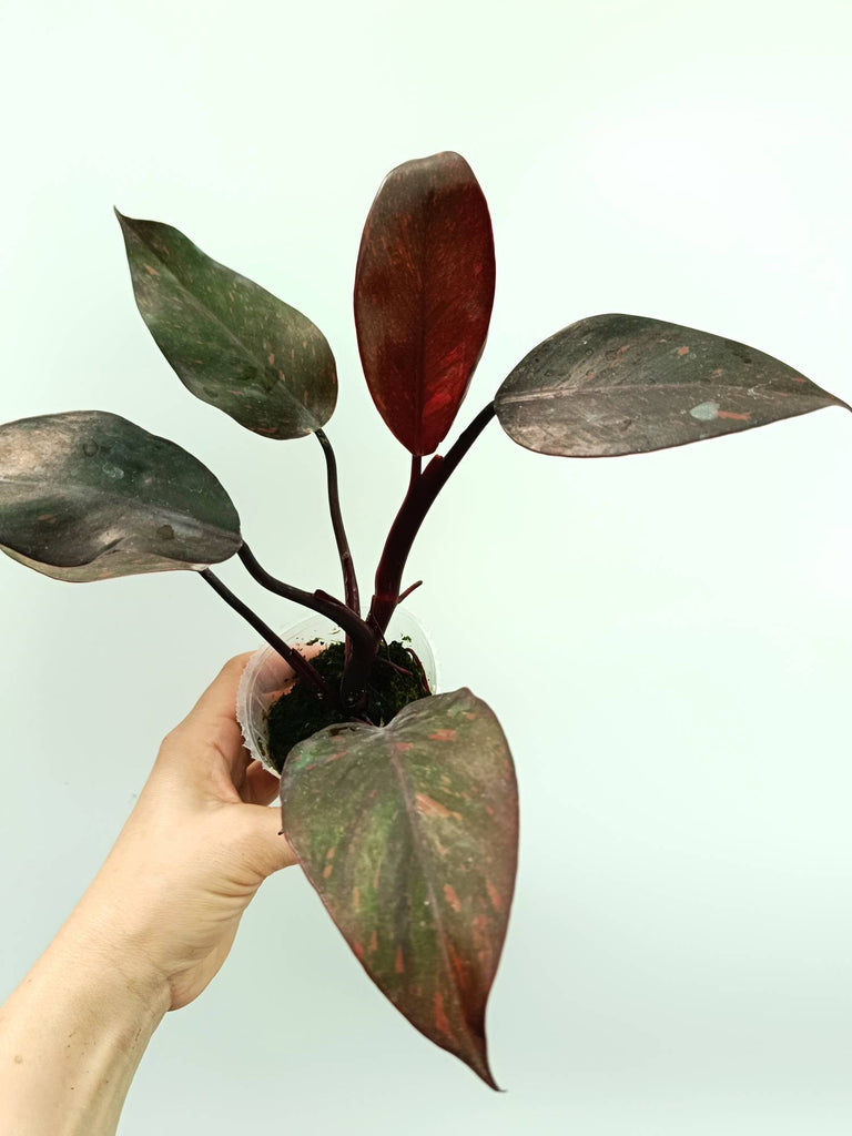 Philodendron orange princess variegata