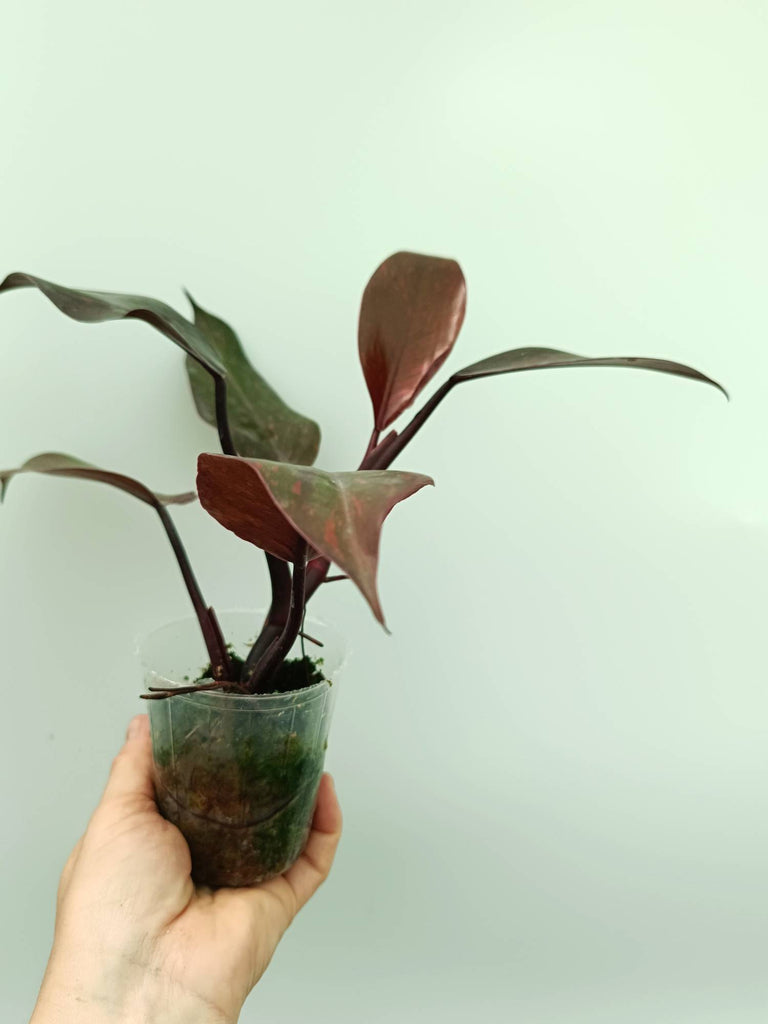 Philodendron orange princess variegata