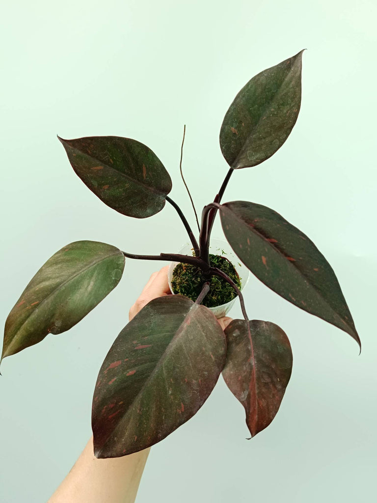 Philodendron orange princess variegata