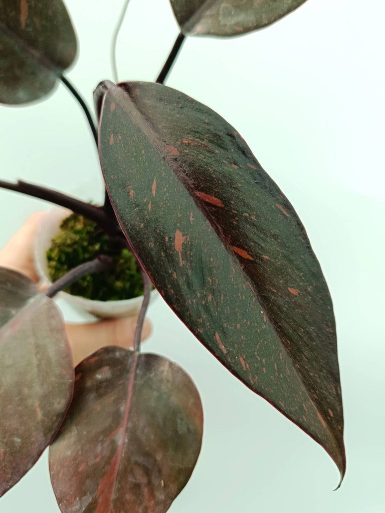 Philodendron orange princess variegata