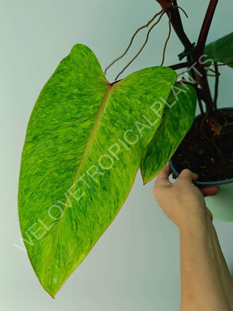 Philodendron painted lady 
