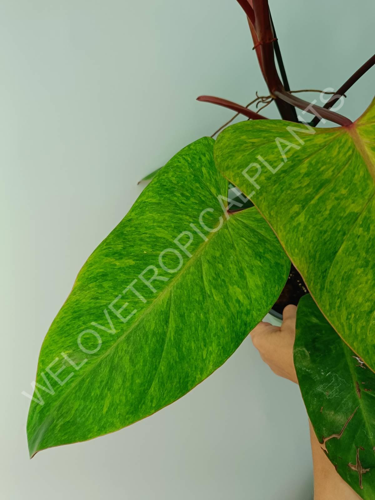 Philodendron painted lady 