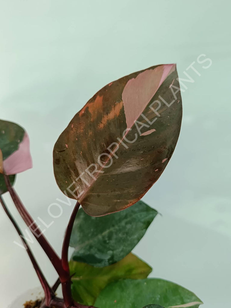 Philodendron pink princess HALFMOON