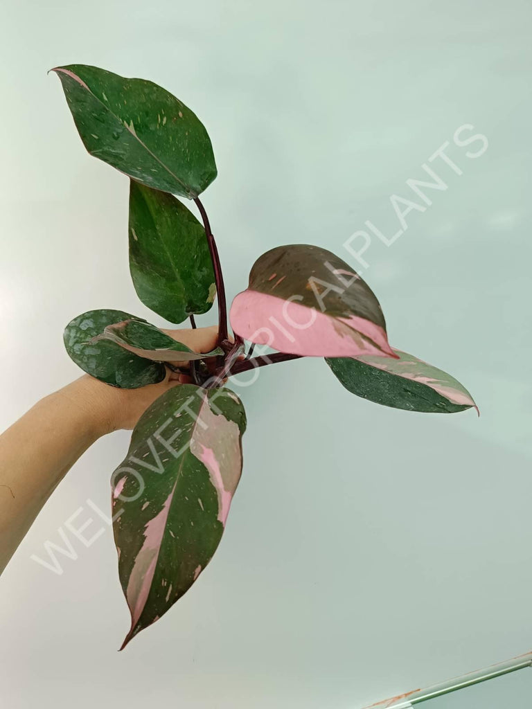 Philodendron pink princess HALFMOON