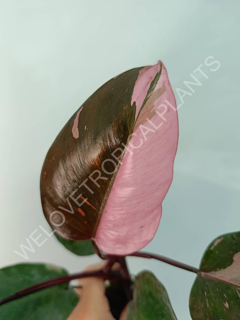 Philodendron pink princess HALFMOON