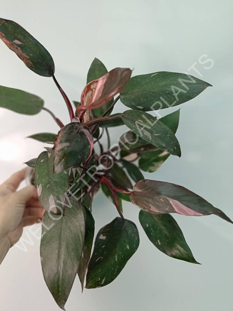 Philodendron pink princess