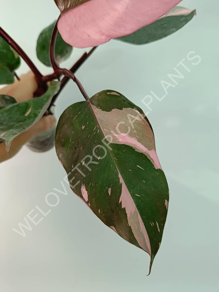 Philodendron pink princess HALFMOON