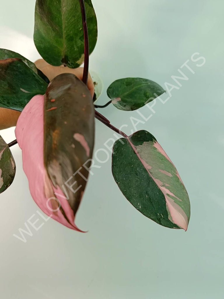 Philodendron pink princess HALFMOON