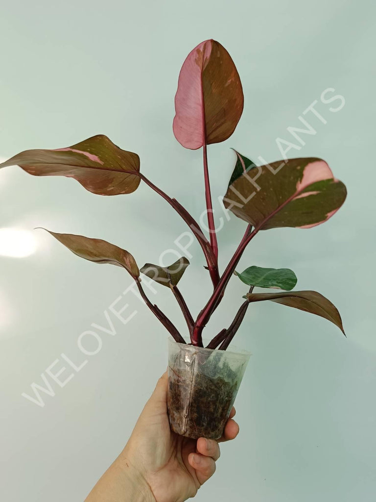 Philodendron pink princess HALFMOON