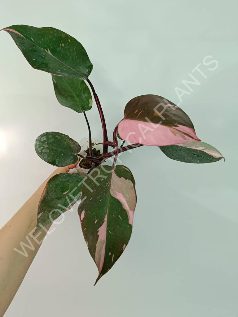 Philodendron pink princess HALFMOON