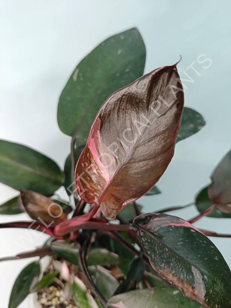 Philodendron pink princess