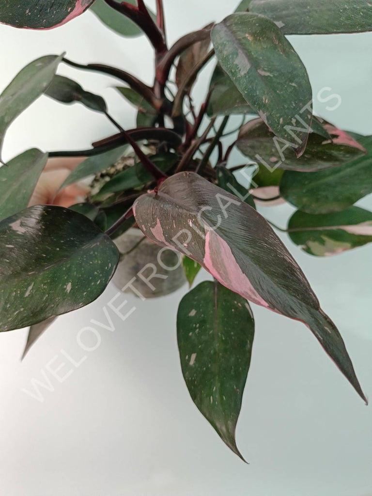 Philodendron pink princess