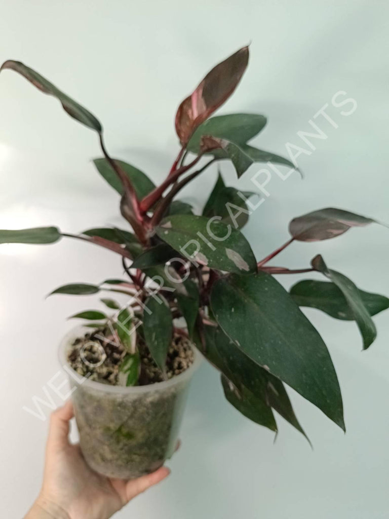 Philodendron pink princess