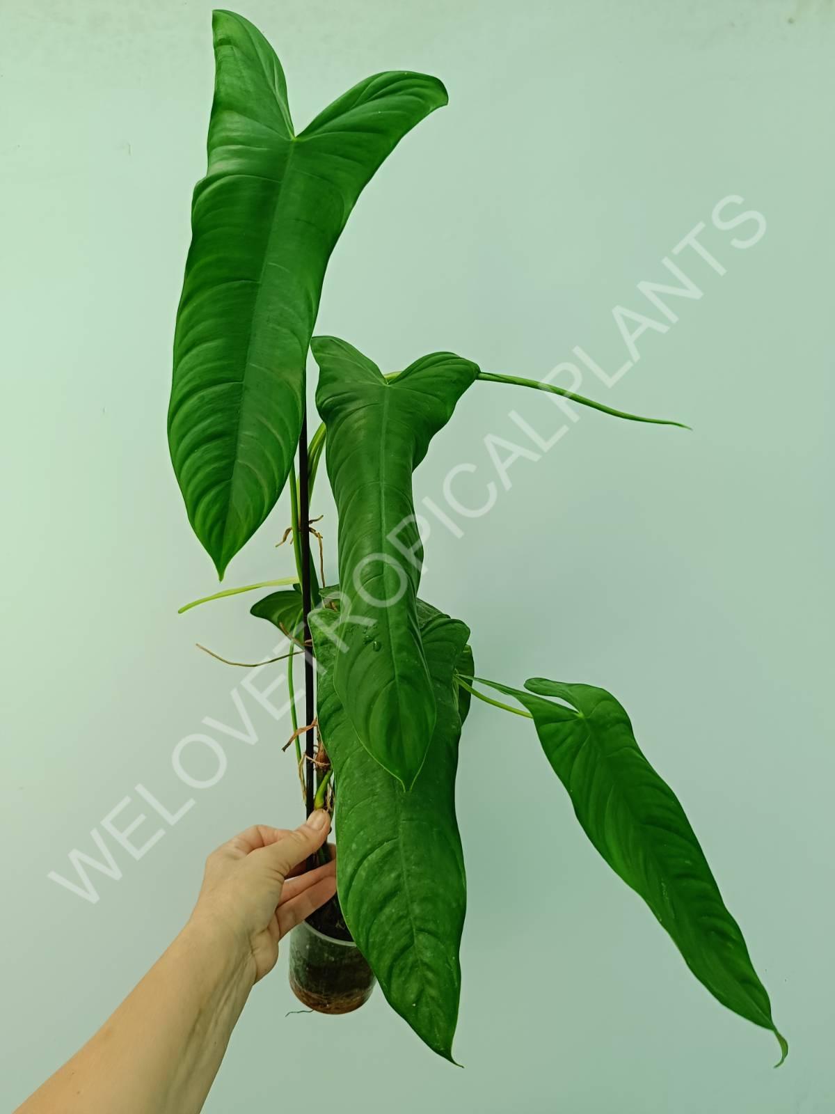 Philodendron sharoniae mosquera