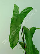 Philodendron sharoniae mosquera