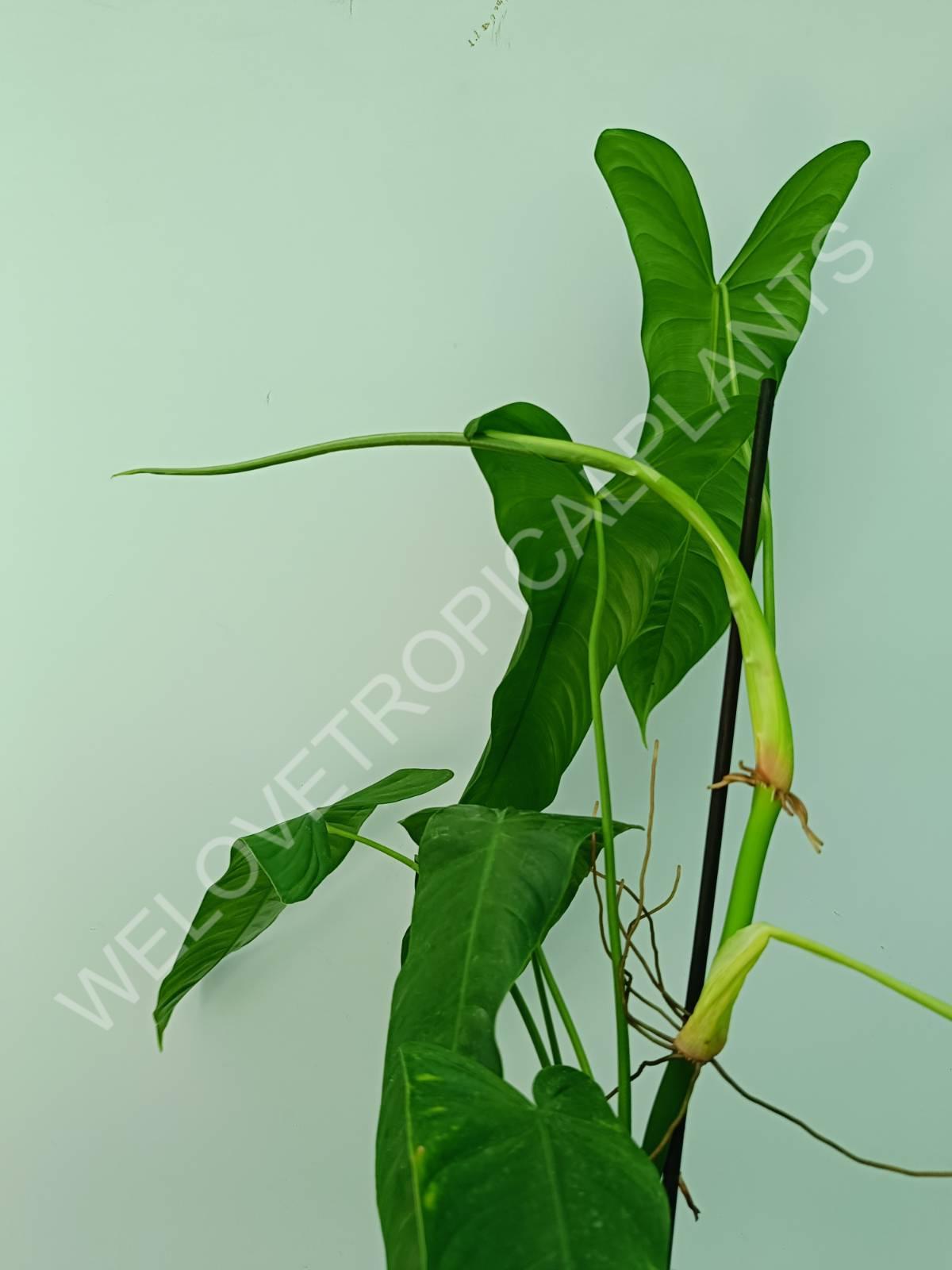 Philodendron sharoniae mosquera