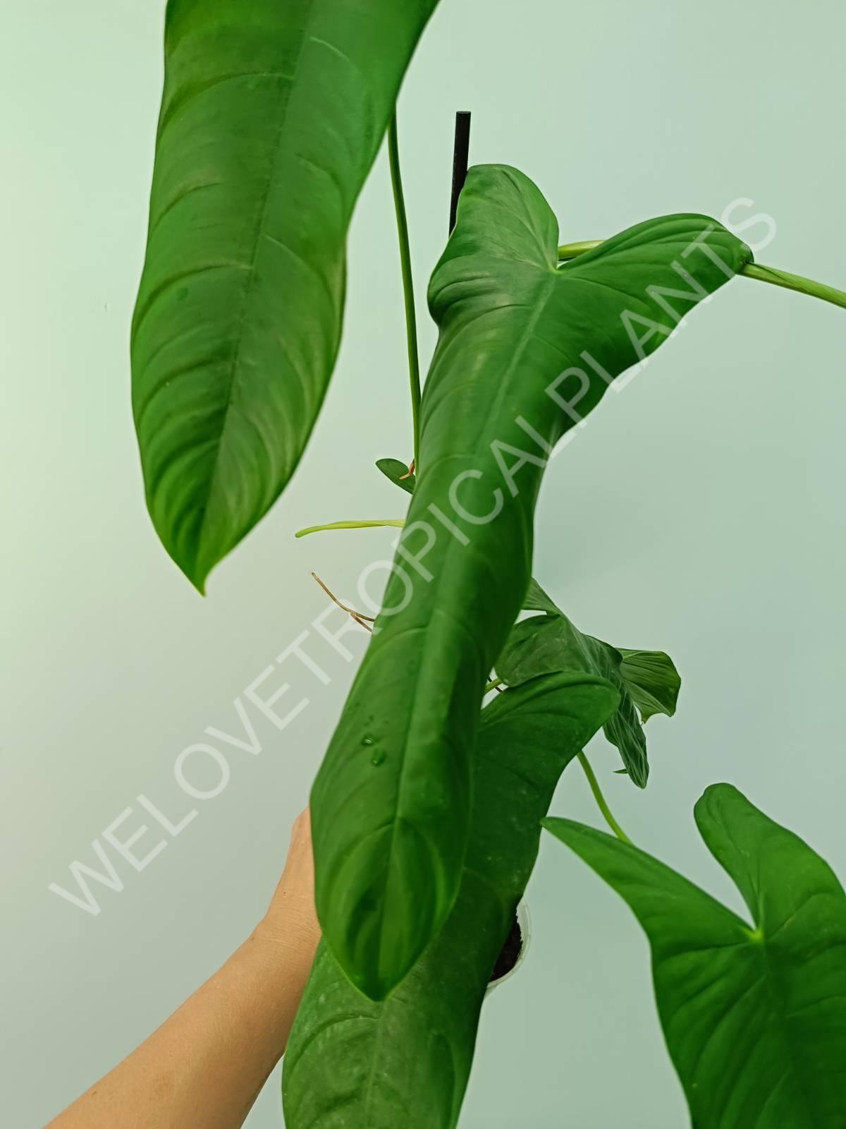 Philodendron sharoniae mosquera