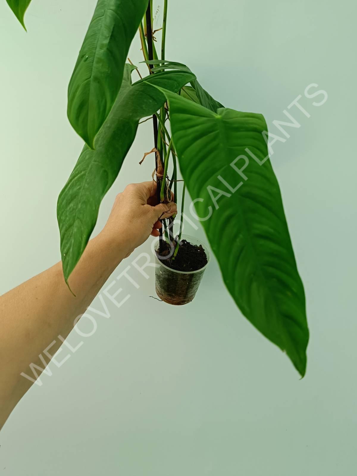 Philodendron sharoniae mosquera