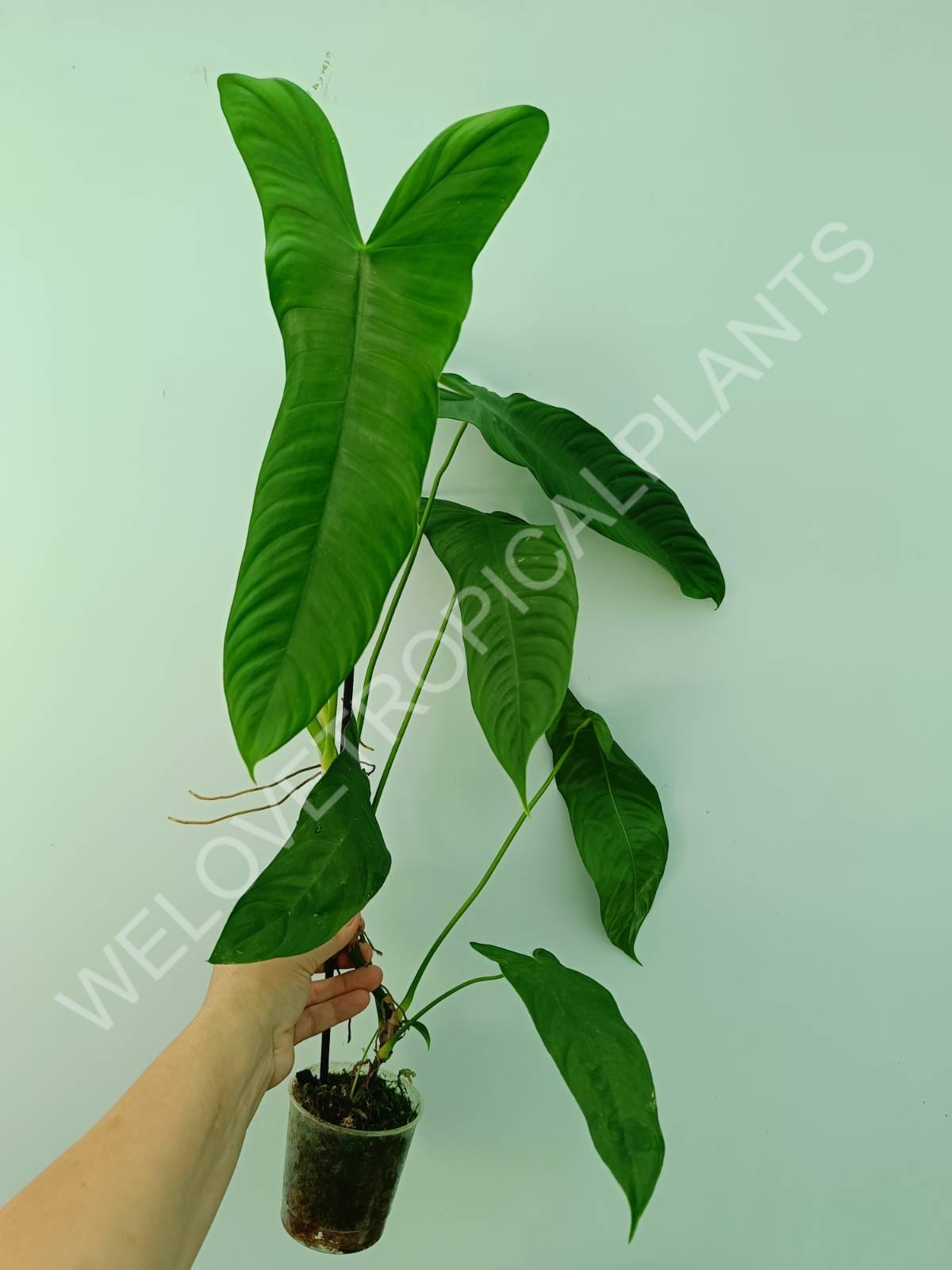 Philodendron sharoniae mosquera