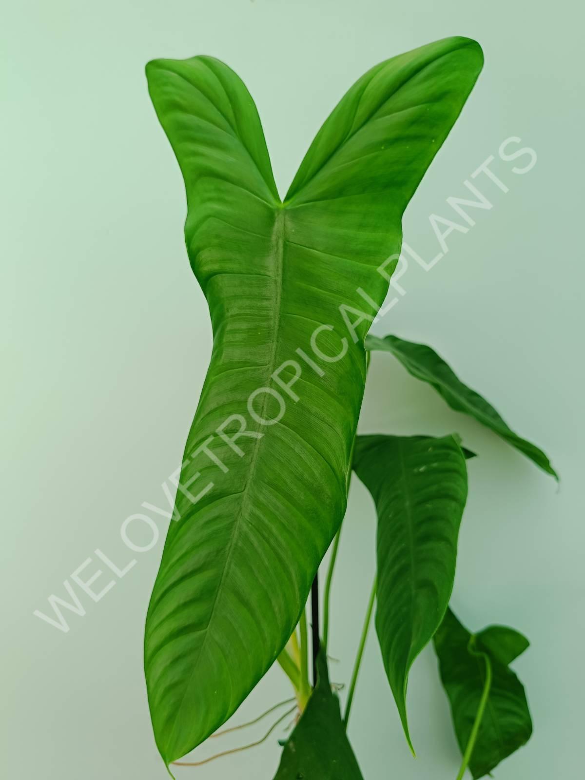 Philodendron sharoniae mosquera