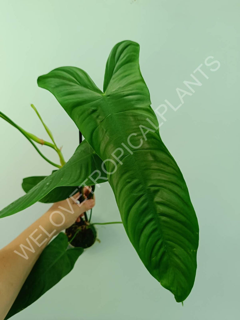 Philodendron sharoniae mosquera