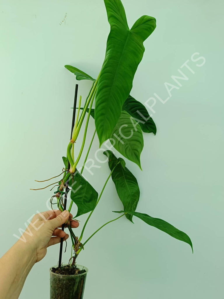 Philodendron sharoniae mosquera