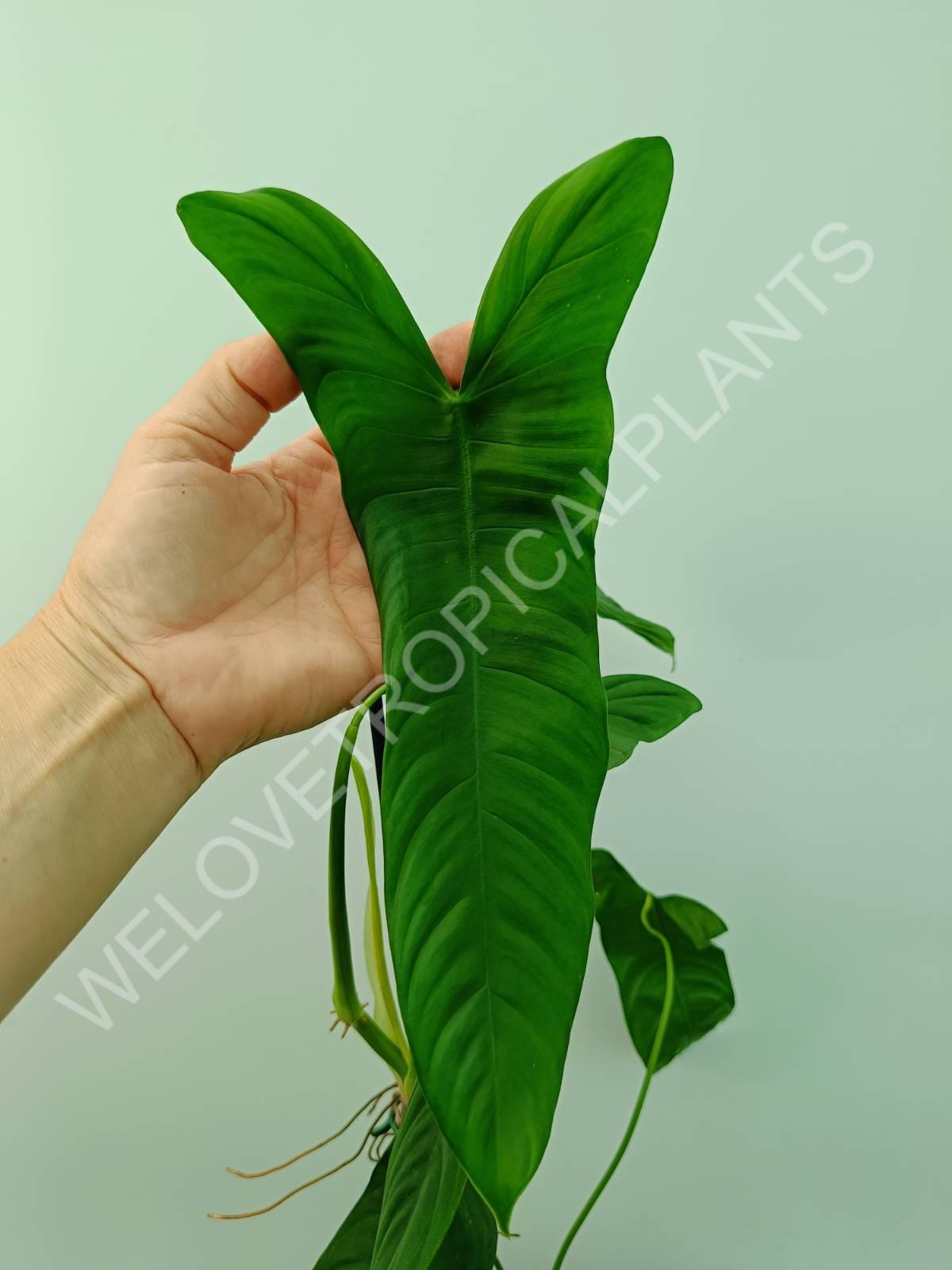 Philodendron sharoniae mosquera