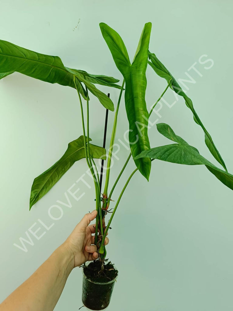 Philodendron sharoniae mosquera