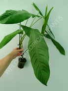 Philodendron sharoniae mosquera