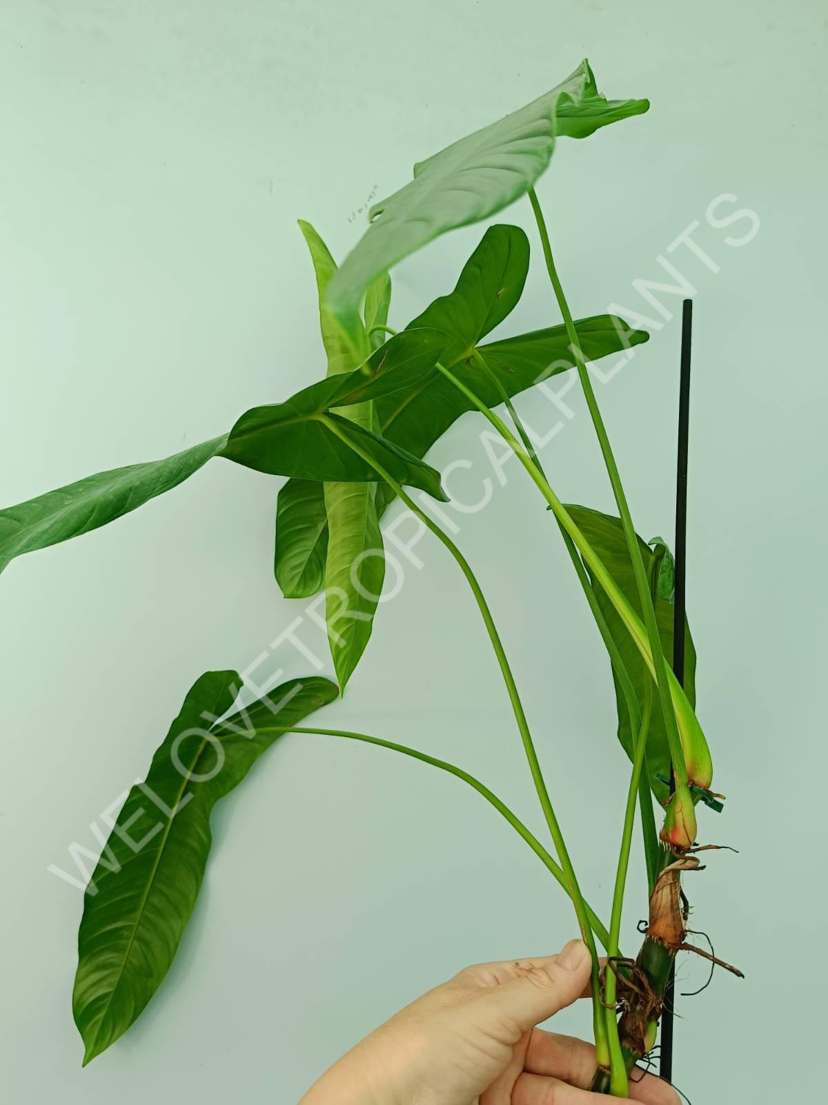 Philodendron sharoniae mosquera