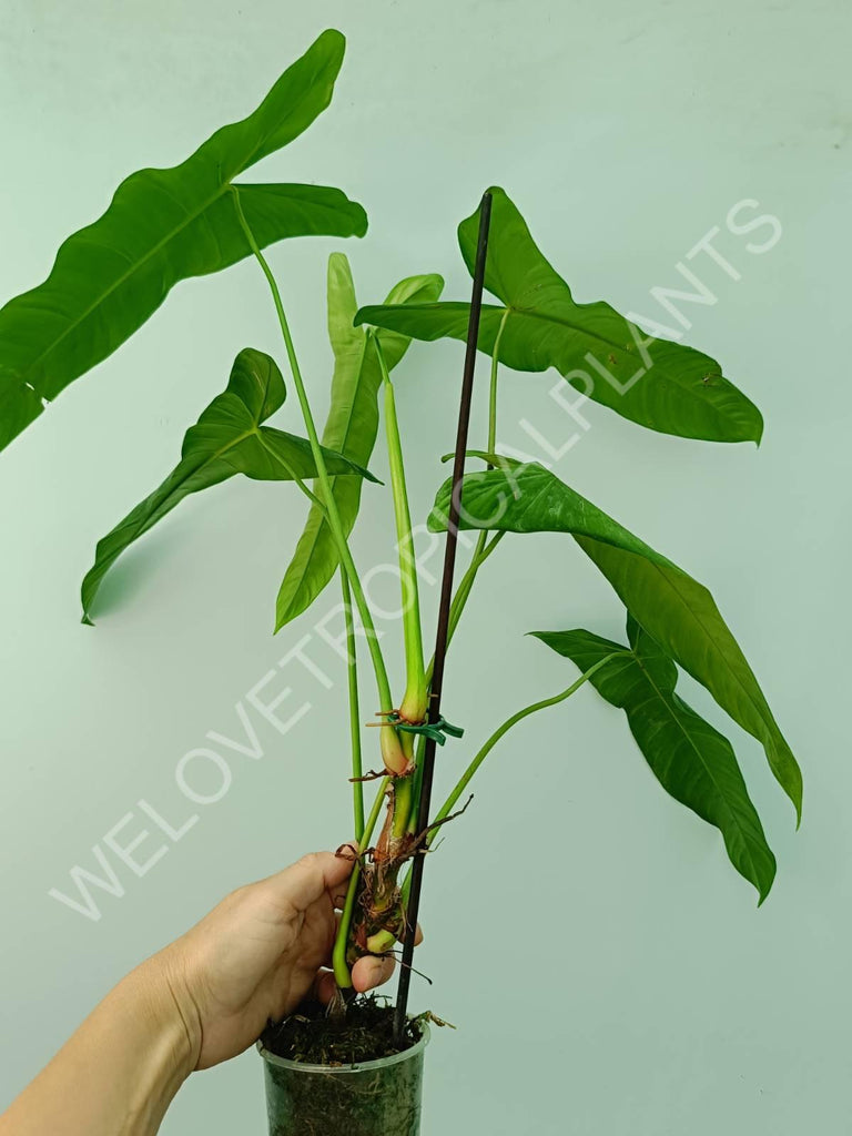 Philodendron sharoniae mosquera