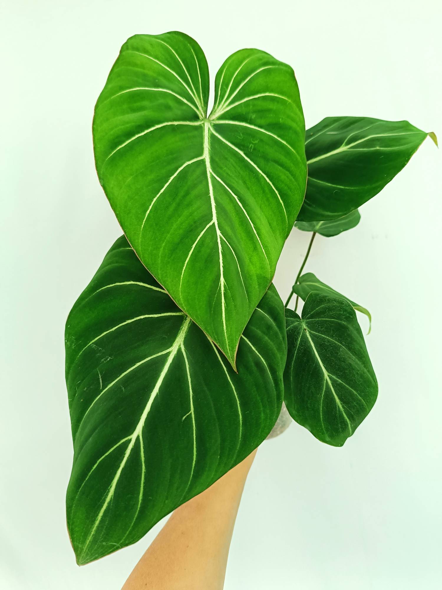 Philodendron Gloriosum Dark Form