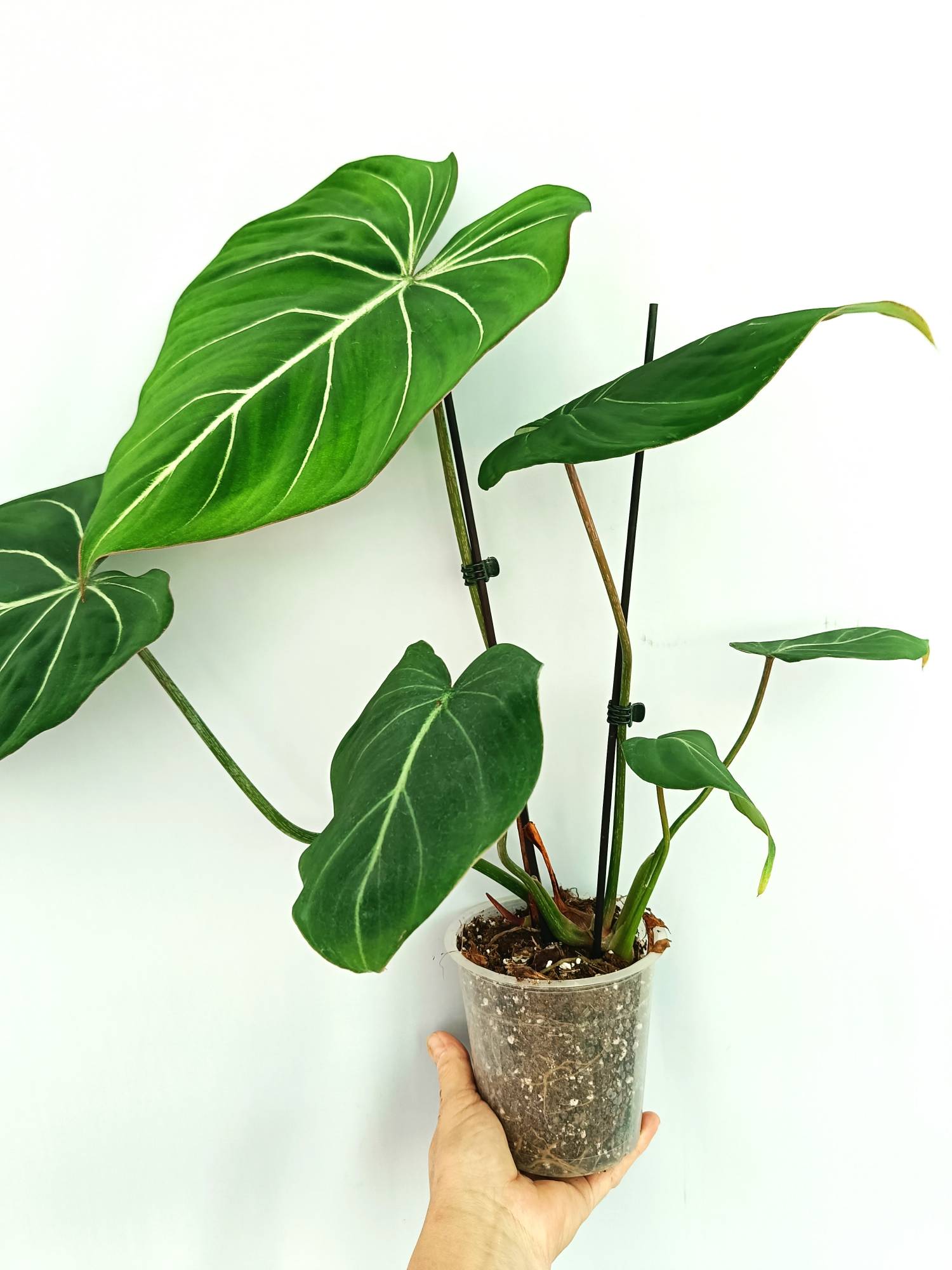 Philodendron Gloriosum Dark Form