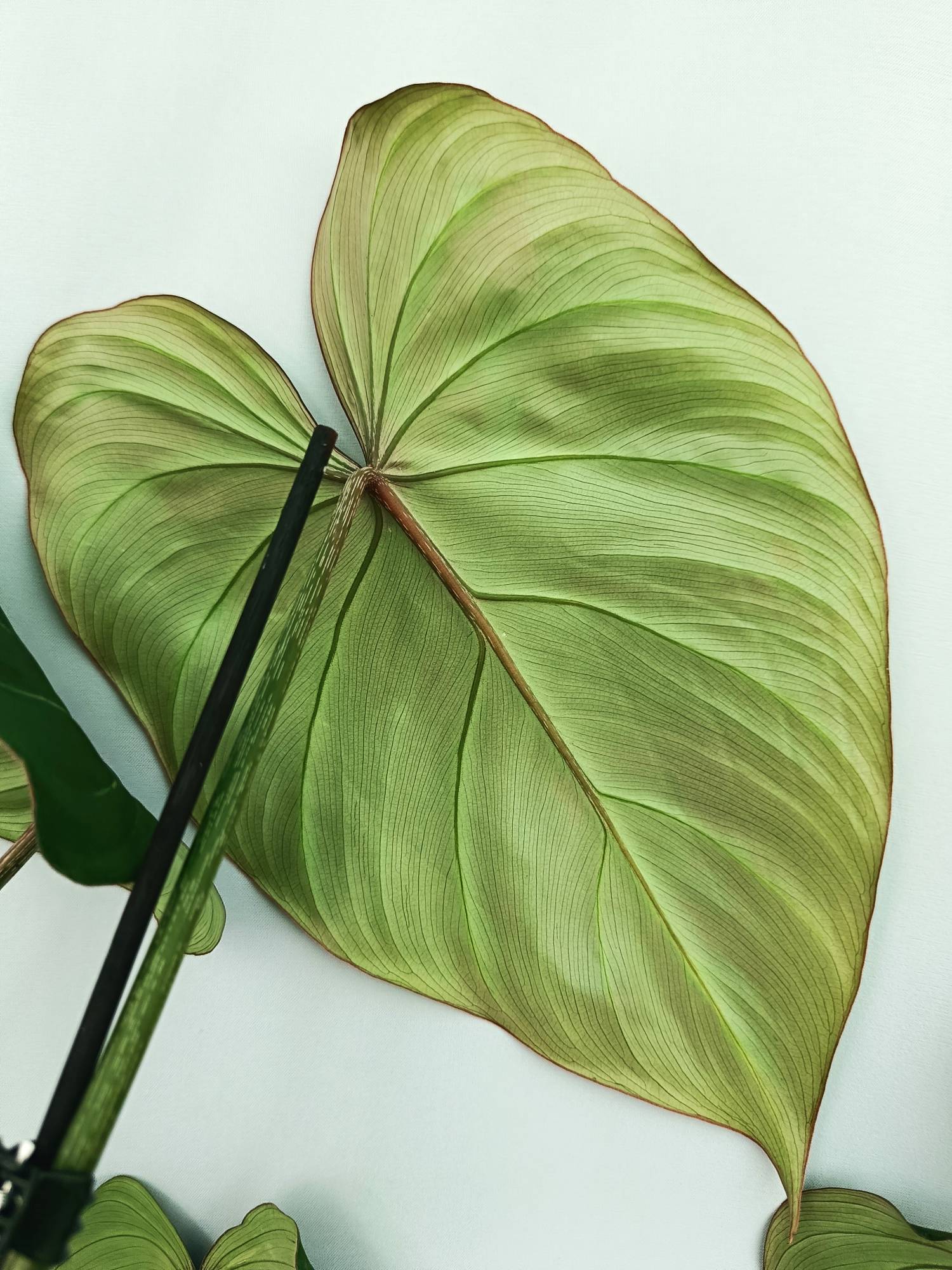 Philodendron Gloriosum Dark Form