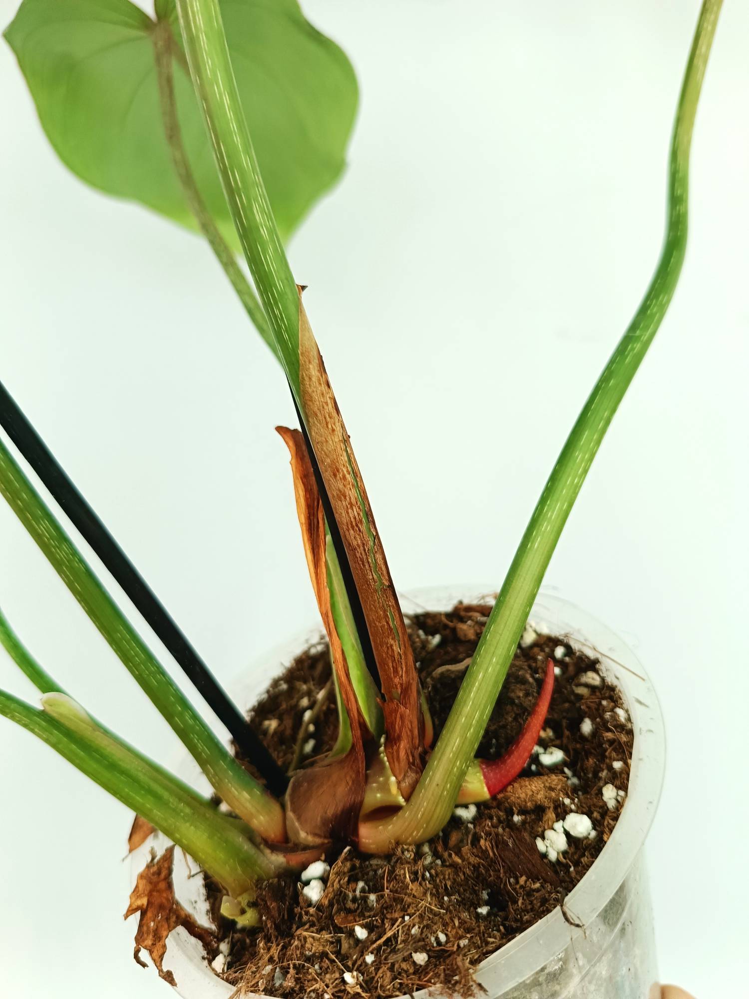 Philodendron Gloriosum Dark Form