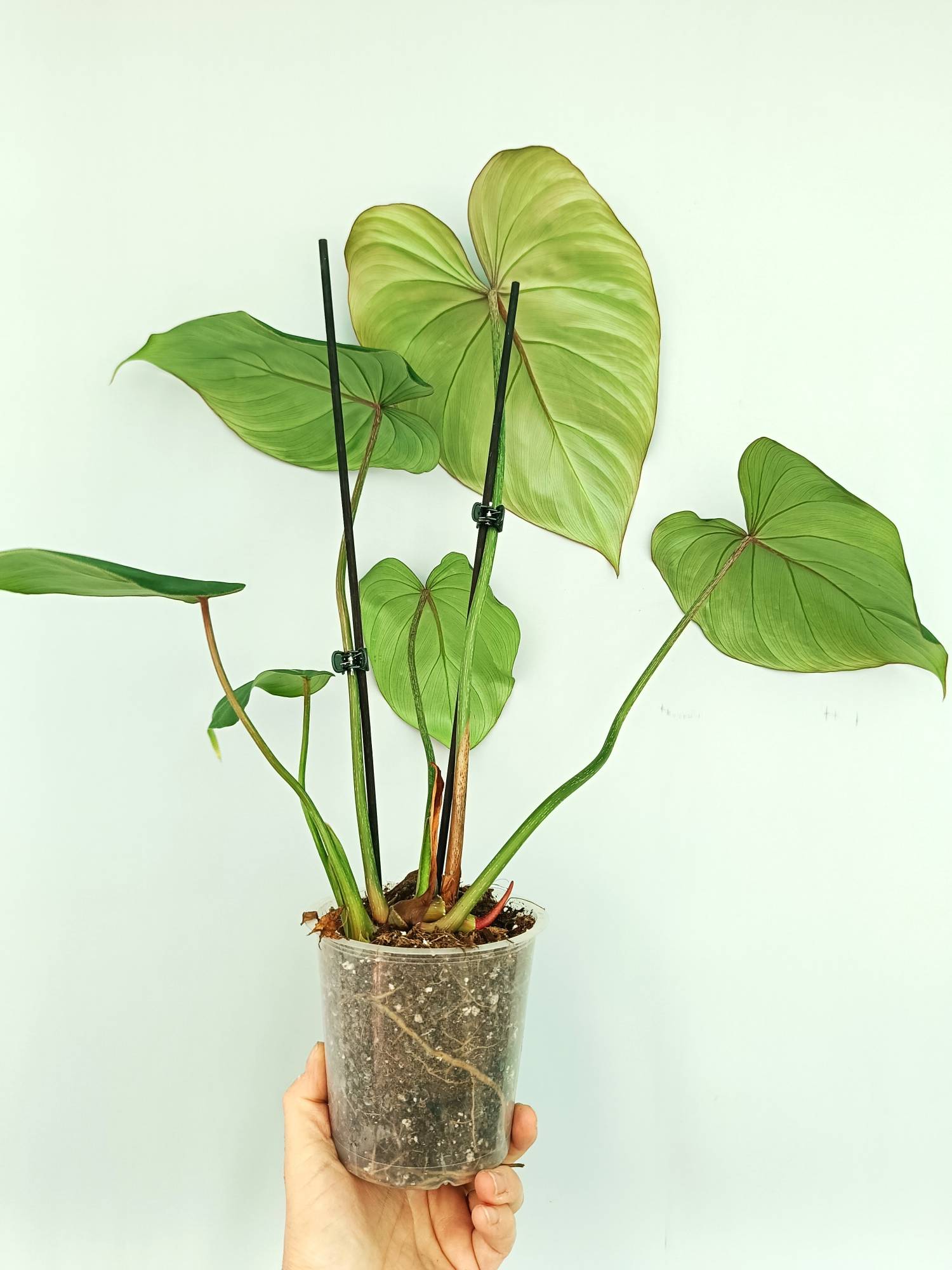 Philodendron Gloriosum Dark Form
