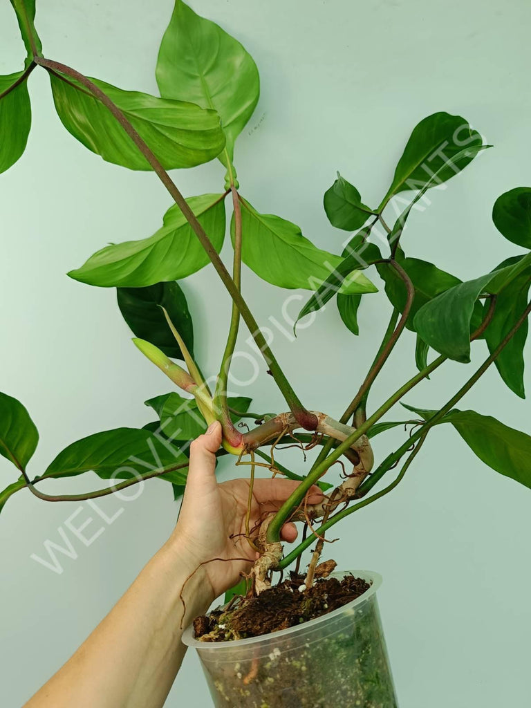 Philodendron 69686 XXL